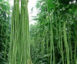 Yardlong Bean (Borboti) 500g | বরবটির দাম ও উপকারিতা বাংলাদেশে