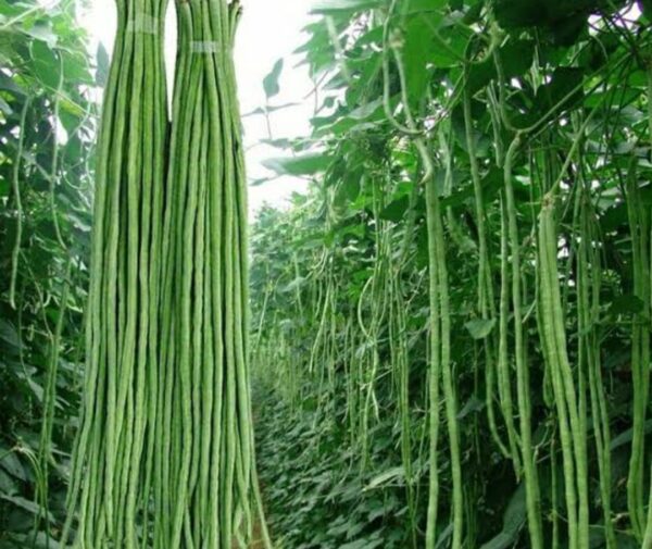 Yardlong Bean (Borboti) 500g | বরবটির দাম ও উপকারিতা বাংলাদেশে