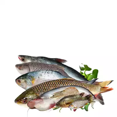 Fresh Fish Price in Bangladesh | অনলাইনে তাজা মাছের দোকান