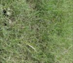 দূর্বা ঘাস (Barnyard Grass) বীজ 500 gm | Barnyard Grass Seed Price in Bangladesh