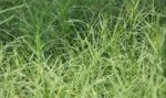 দূর্বা ঘাস (Barnyard Grass) বীজ 500 gm | Barnyard Grass Seed Price in Bangladesh