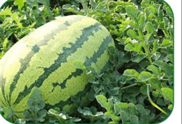 Beejghor 1 Hybrid Watermelon Seeds | উচ্চ ফলনশীল তরমুজ বীজ বাংলাদেশে