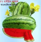 Beejghor 1 Hybrid Watermelon Seeds | উচ্চ ফলনশীল তরমুজ বীজ বাংলাদেশে