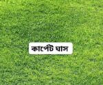 উন্নতমানের কার্পেট ঘাস বীজ | Carpet Grass Seed Price in Bangladesh