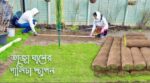 উন্নতমানের কার্পেট ঘাস বীজ | Carpet Grass Seed Price in Bangladesh