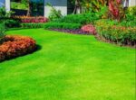 উন্নতমানের কার্পেট ঘাস বীজ | Carpet Grass Seed Price in Bangladesh