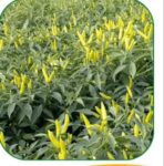 Daniya Chili Seeds | ধানুয়া মরিচ বীজ দাম বাংলাদেশে