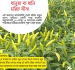 Daniya Chili Seeds | ধানুয়া মরিচ বীজ দাম বাংলাদেশে
