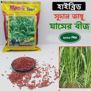 Hybrid Grass Seed 1kg | উন্নত জাতের হাইব্রিড ঘাস বীজ দাম বাংলাদেশে