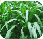 Hybrid Grass Seed 1kg | উন্নত জাতের হাইব্রিড ঘাস বীজ দাম বাংলাদেশে