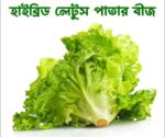 Hybrid Lettuce Seeds Price in Bangladesh | উচ্চ ফলনশীল লেটুস পাতা বীজ