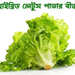 Hybrid Lettuce Seeds Price in Bangladesh | উচ্চ ফলনশীল লেটুস পাতা বীজ