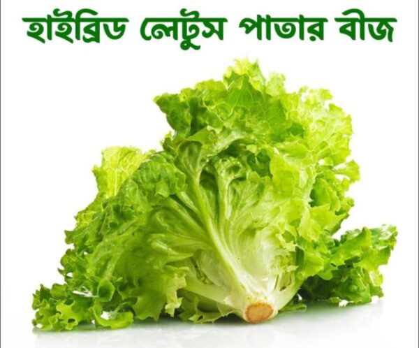 Hybrid Lettuce Seeds Price in Bangladesh | উচ্চ ফলনশীল লেটুস পাতা বীজ