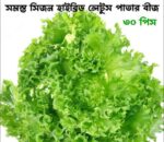 Hybrid Lettuce Seeds Price in Bangladesh | উচ্চ ফলনশীল লেটুস পাতা বীজ