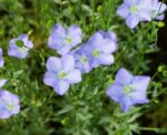 High Yield Tisi Seeds (Flax Seeds) 500gm | তিসি বীজ দাম বাংলাদেশে