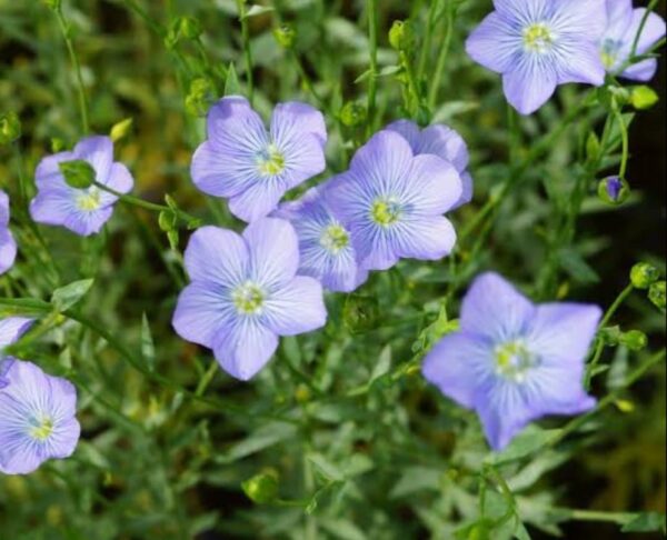 High Yield Tisi Seeds (Flax Seeds) 500gm | তিসি বীজ দাম বাংলাদেশে