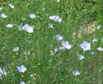 High Yield Tisi Seeds (Flax Seeds) 500gm | তিসি বীজ দাম বাংলাদেশে