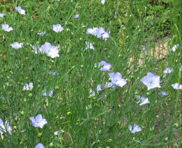 High Yield Tisi Seeds (Flax Seeds) 500gm | তিসি বীজ দাম বাংলাদেশে