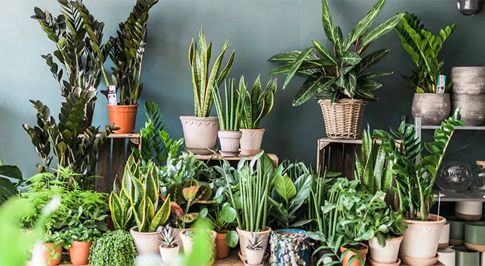 Agro Natural Plant Shop