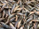 Tangra Shutki 250gm Price in Bangladesh