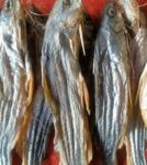 Tangra Shutki 250gm Price in Bangladesh