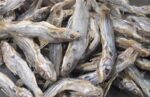 Tangra Shutki 250gm Price in Bangladesh