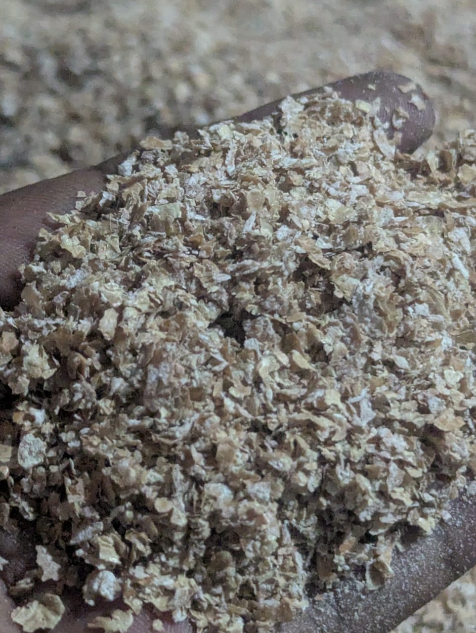 গমের ভুষি (গরু খাওয়ার) – ৫ কেজি ও ৫০ কেজি (বাংলাদেশে)