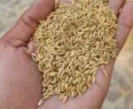 40 kg paddy price Bangladesh dhan price BD