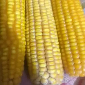 sweet-corn-seeds-3pcs-price-bd