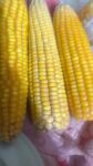 sweet-corn-seeds-3pcs-price-bd